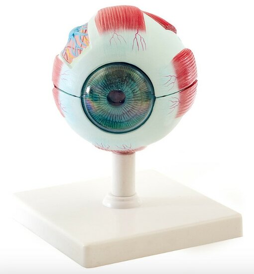 Oog anatomisch model